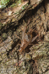 Adult male of Turanogryllus lateralis cricket sitting on the bark of a tree