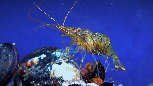 Rockpool shrimp (Palaemon elegans), shrimp looking for food among mussels, Black Sea
