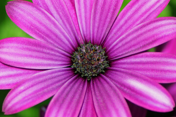 Fleur violette