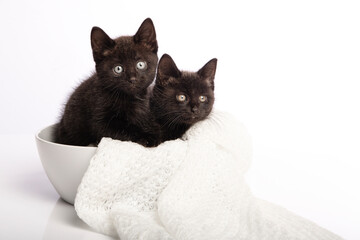 Two cute black young cats sitting in a white bowl on a white background looking at the camera