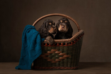 Two cocker spaniel puppy dogs in an old basket in a still life classic ambiance