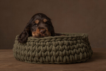 A cocker spaniel puppy sleeping in a woolen basket in a still life setting