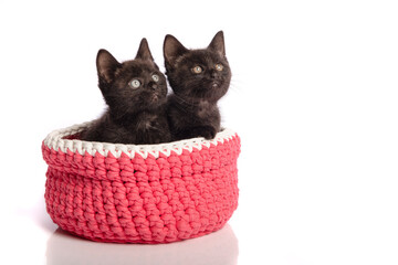 Two cute black young cats sitting in a pink woolen basket on a white background looking up
