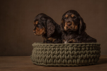 Two cocker spaniel puppy dogs in a woolen basket in a still life setting