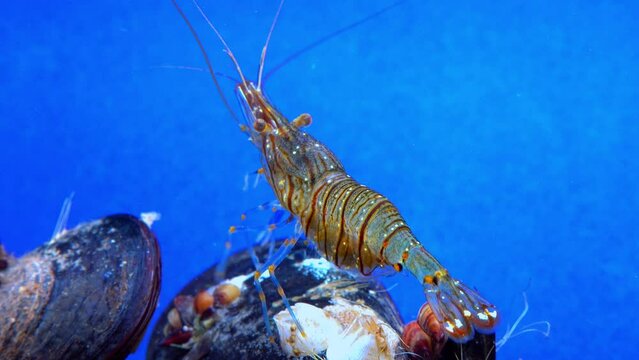 Rockpool shrimp (Palaemon elegans), shrimp looking for food among mussels, Black Sea