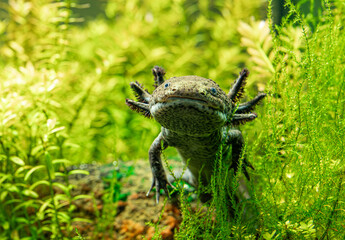 Wildform des Axolotl