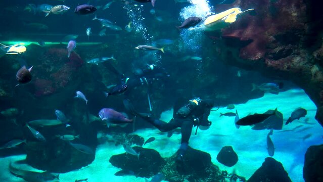 Dos submarinistas nadando entre una gran variedad de peces.