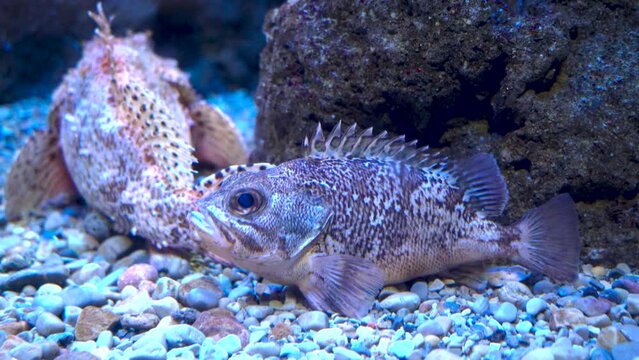 Detalle de un pez roca camuflado en el fondo de un acuario.