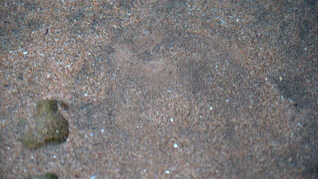 Un lenguado camufl&aacute;ndose entre la arena del fondo de un acuario.