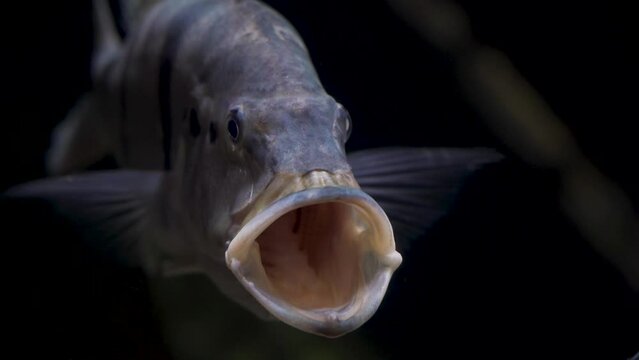 Un pez bajo el agua abriendo cada vez m&aacute;s la boca.
