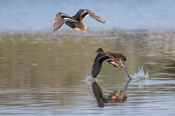 Two ducks flying over the water.