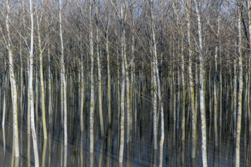 During the flooding of the Po River, the poplar groves were entirely flooded, creating pleasant reflections in the water.