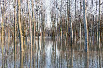 During the flooding of the River Po in Italy, the poplar groves were entirely flooded, creating...