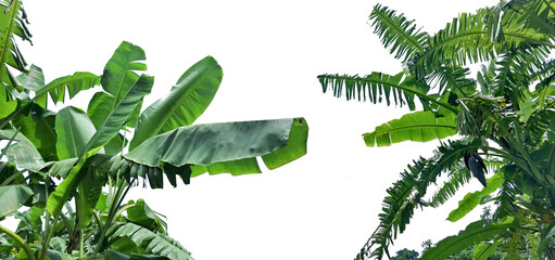 green banana leaf isolated on white, leaves in the wind © TAN