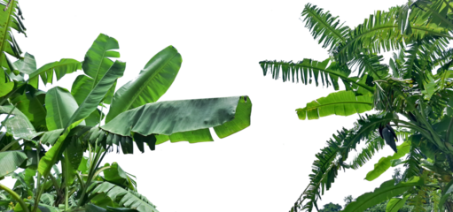 green banana leaf isolated on white, leaves in the wind