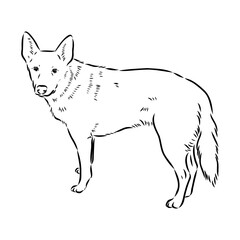 Decorative portrait of standing in profile Australian Cattle Dog, vector isolated illustration in black color on white background