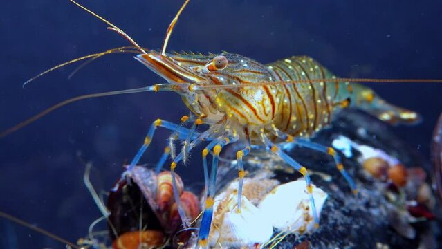 Rockpool shrimp (Palaemon elegans), shrimp looking for food among mussels, Black Sea