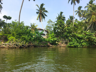 Tropical view of palm trees and river green trees natural tourism summer holidays hotel business