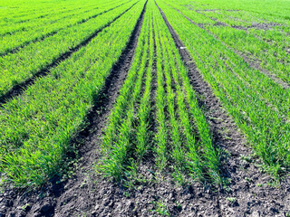Fototapeta na wymiar Young green wheat grows in an agricultural field grain germination closeup green grass texture