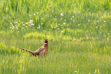 Faisan mâle - Espace Naturel Sensible de la Baie de Wissant