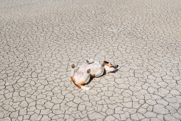 Jack Russell Terrier lying on its back on dry cracked desert earth. Light gray textured soil and...
