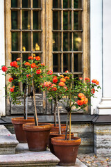 red roses in clay pots on the steps of the pavilion