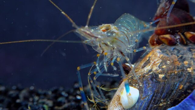 Rockpool shrimp (Palaemon elegans), shrimp looking for food among mussels, Black Sea
