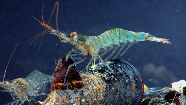 Rockpool shrimp (Palaemon elegans), shrimp looking for food among mussels, Black Sea