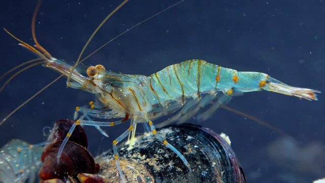 Rockpool shrimp (Palaemon elegans), shrimp looking for food among mussels, Black Sea