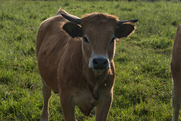 Obraz premium Aubrac cows, in their meadow in Auvergne, portraits