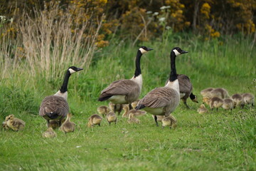 Canada geese with goslings on path