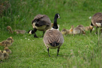 Canada geese with goslings on path