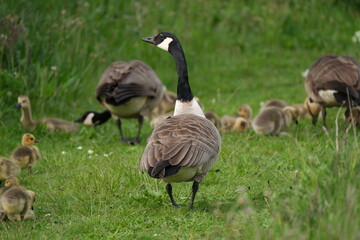Canada geese with goslings on path