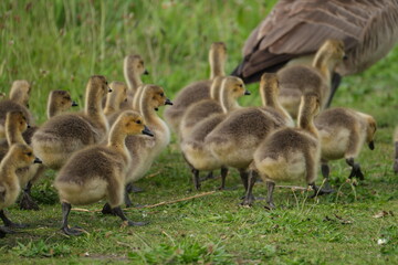 Canada geese with goslings on path