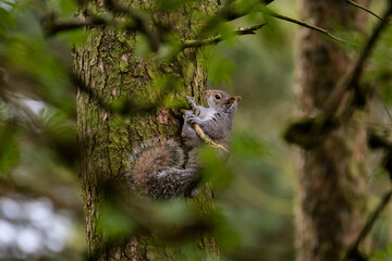 Grey squirrel on the side of a tree