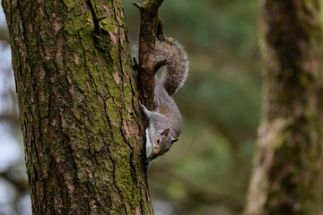 Grey squirrel on the side of a tree