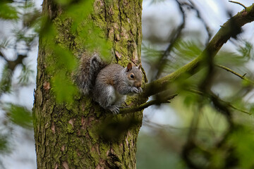 Grey squirrel eating in a tree