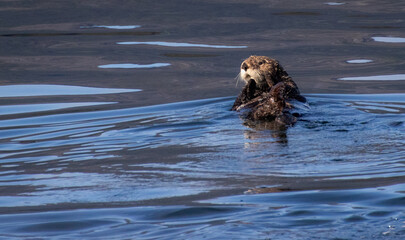 sea otter in the water