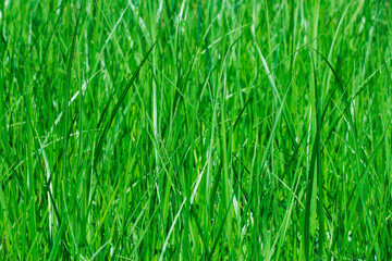 Green grass