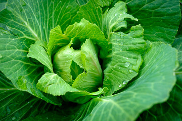 View close up of young cabbage with fresh leaves. Agriculture business. Ripe harvest on a farmer field or greenhouse. - 626607703