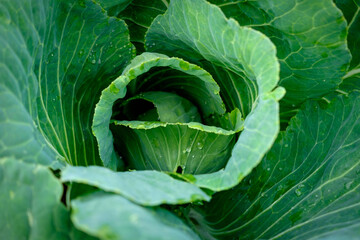 View close up of young cabbage with fresh leaves. Agriculture business. Ripe harvest on a farmer...