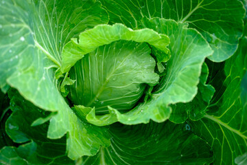 View close up of young cabbage with fresh leaves. Agriculture business. Ripe harvest on a farmer field or greenhouse. - 626607716
