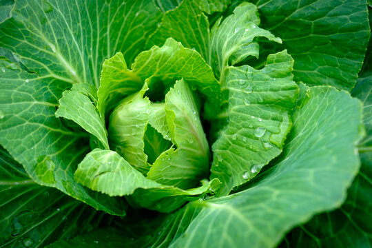 View close up of young cabbage with fresh leaves. Agriculture business. Ripe harvest on a farmer field or greenhouse.