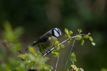 Obraz premium Eurasian blue tit close up in tree