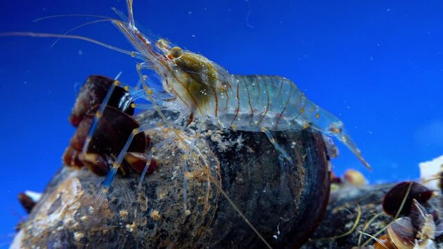 Rockpool shrimp (Palaemon elegans), shrimp looking for food among mussels, Black Sea