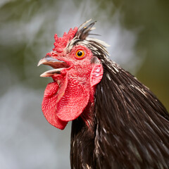 Black rooster crows isolated on blurred background