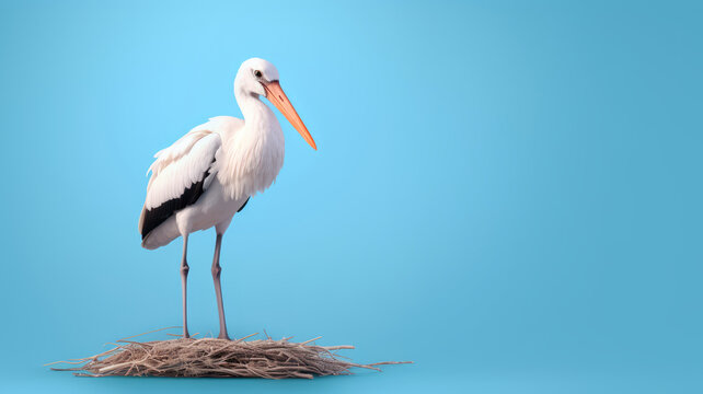 Advertising portrait, banner, gorgeous white and black stork in the nest, isolated on light blue background