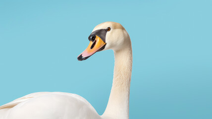 Advertising portrait, banner, beautiful white swan looking to the left, isolated on light blue background