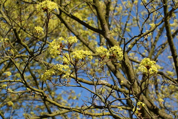 Baum der Akazie mit Blüten im Frühling, Acacia