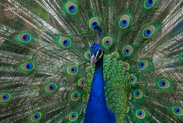 Fototapeta na wymiar Indian Male Peacock. Peacock - peafowl with open tail, beautiful representative of male in great metalic colors. Peacock tail. Elegant colourful bird portrait. Pavo cristatus.